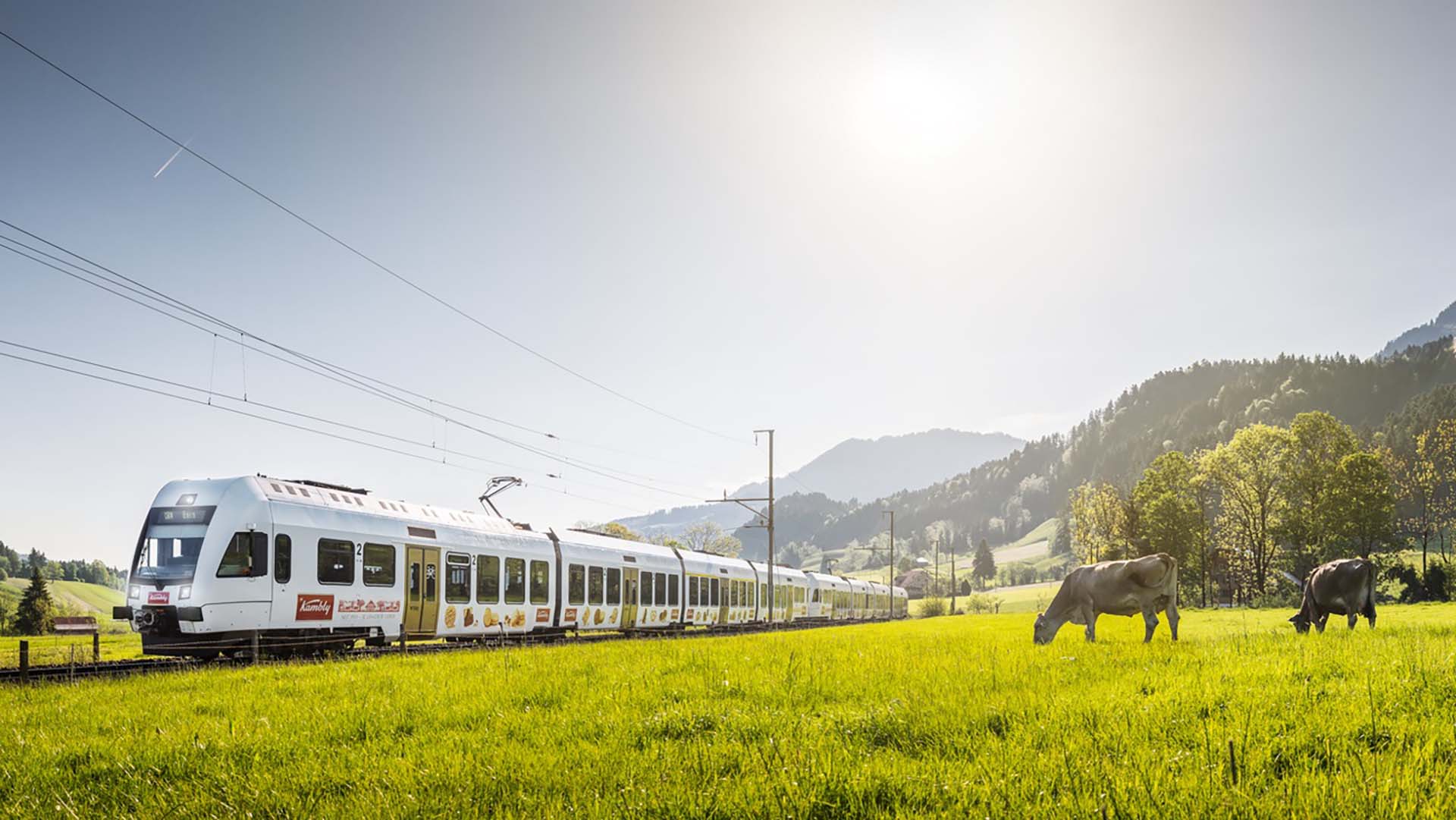 Ein Zug fährt an einer Wiese vorbei, auf der Kühe weiden.